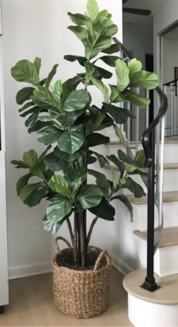 Fiddle Leaf Fig Tree with Basket