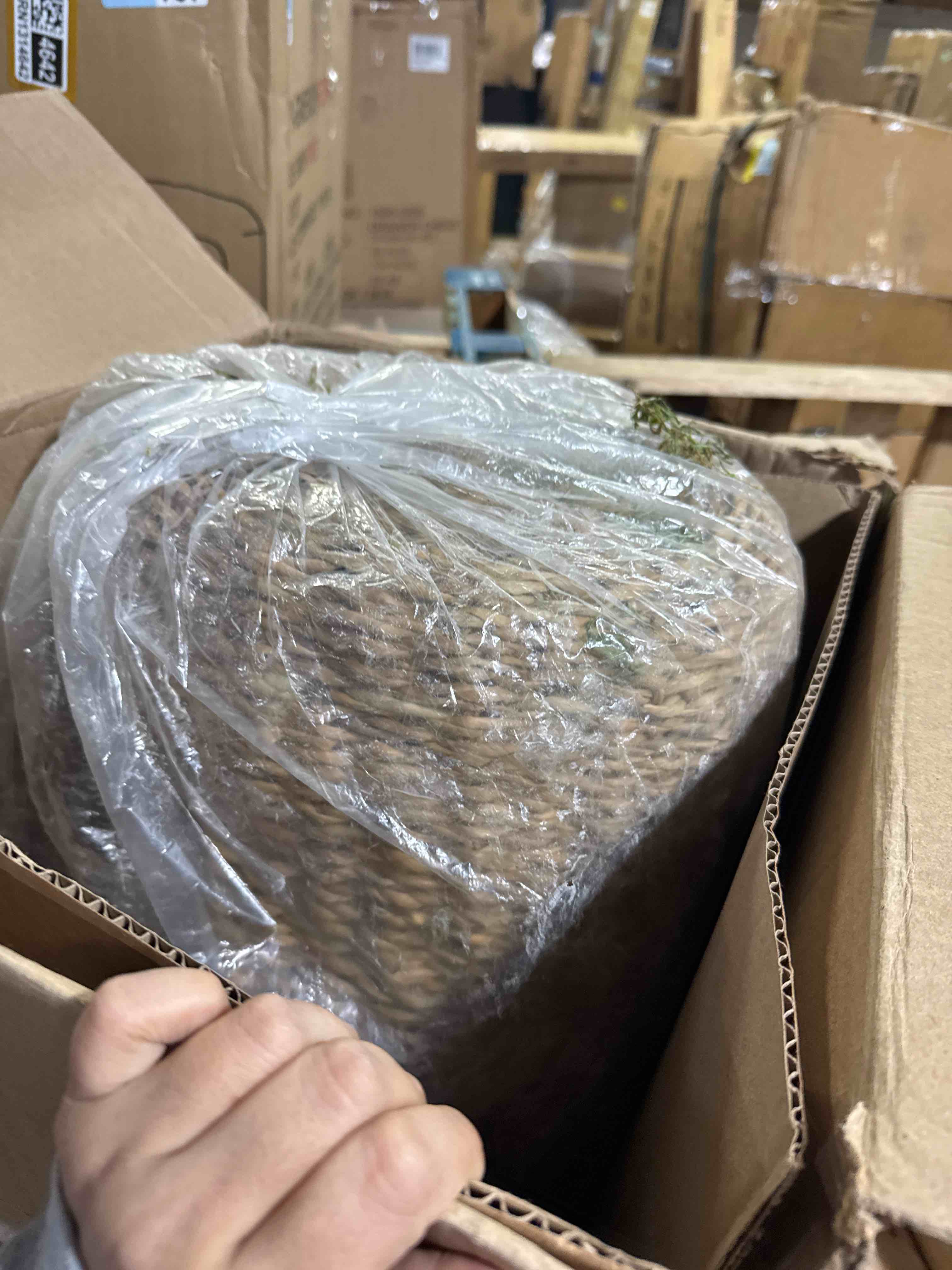 Condition photo showing New/Like New for Fiddle Leaf Fig Tree with Basket