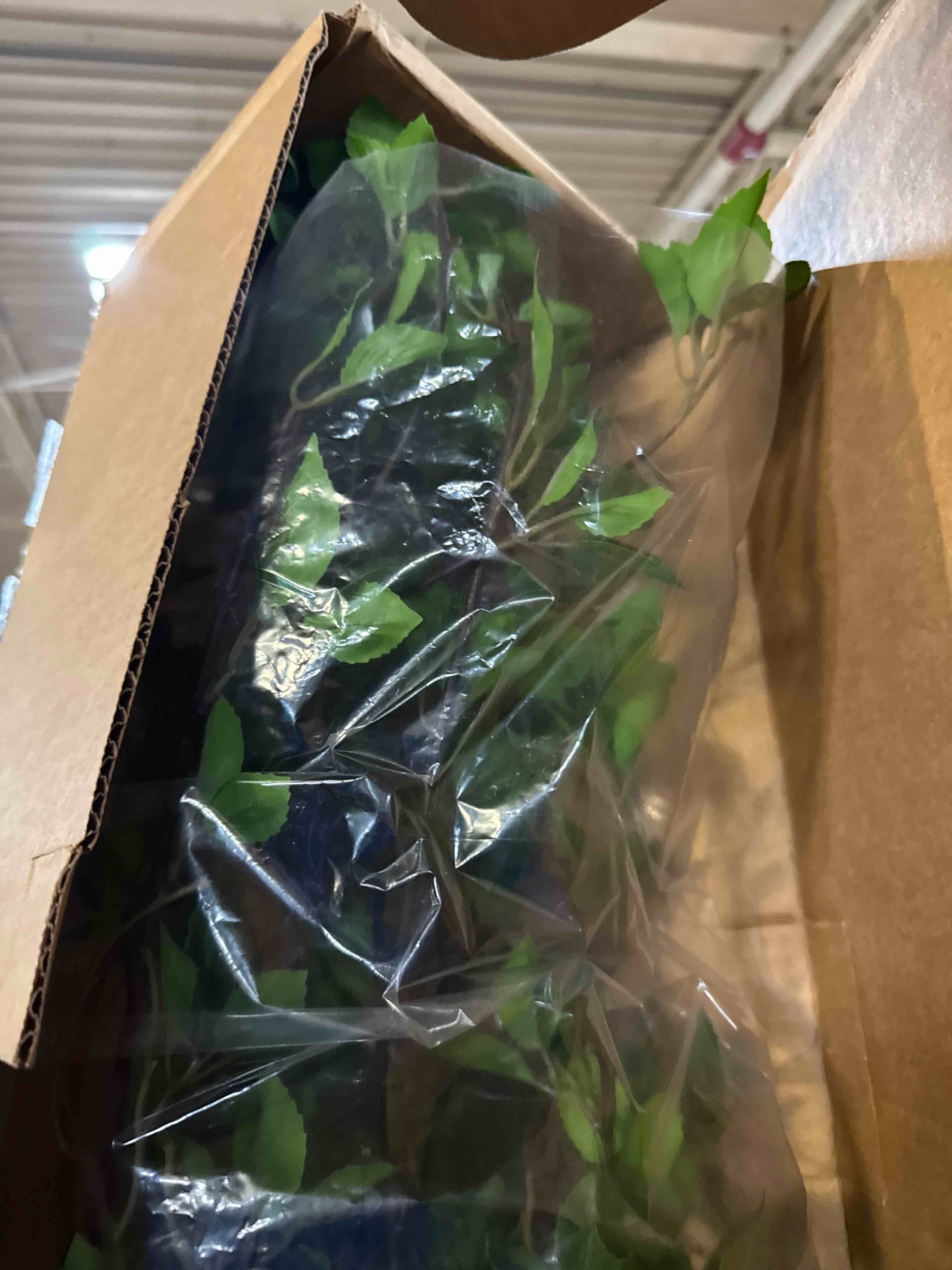 Condition photo showing New/Like New for nearly natural 6.5ft. minimalist citrus artificial tree