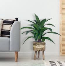 Callender 24" Faux Dracaena Plant in Wicker/Rattan Basket