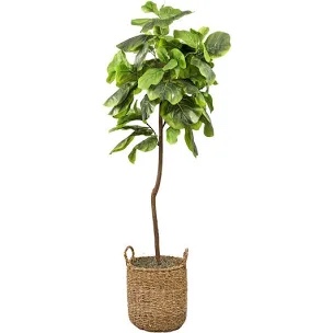 66" Faux Fiddle Leaf Fig Tree in Wicker/Rattan Basket