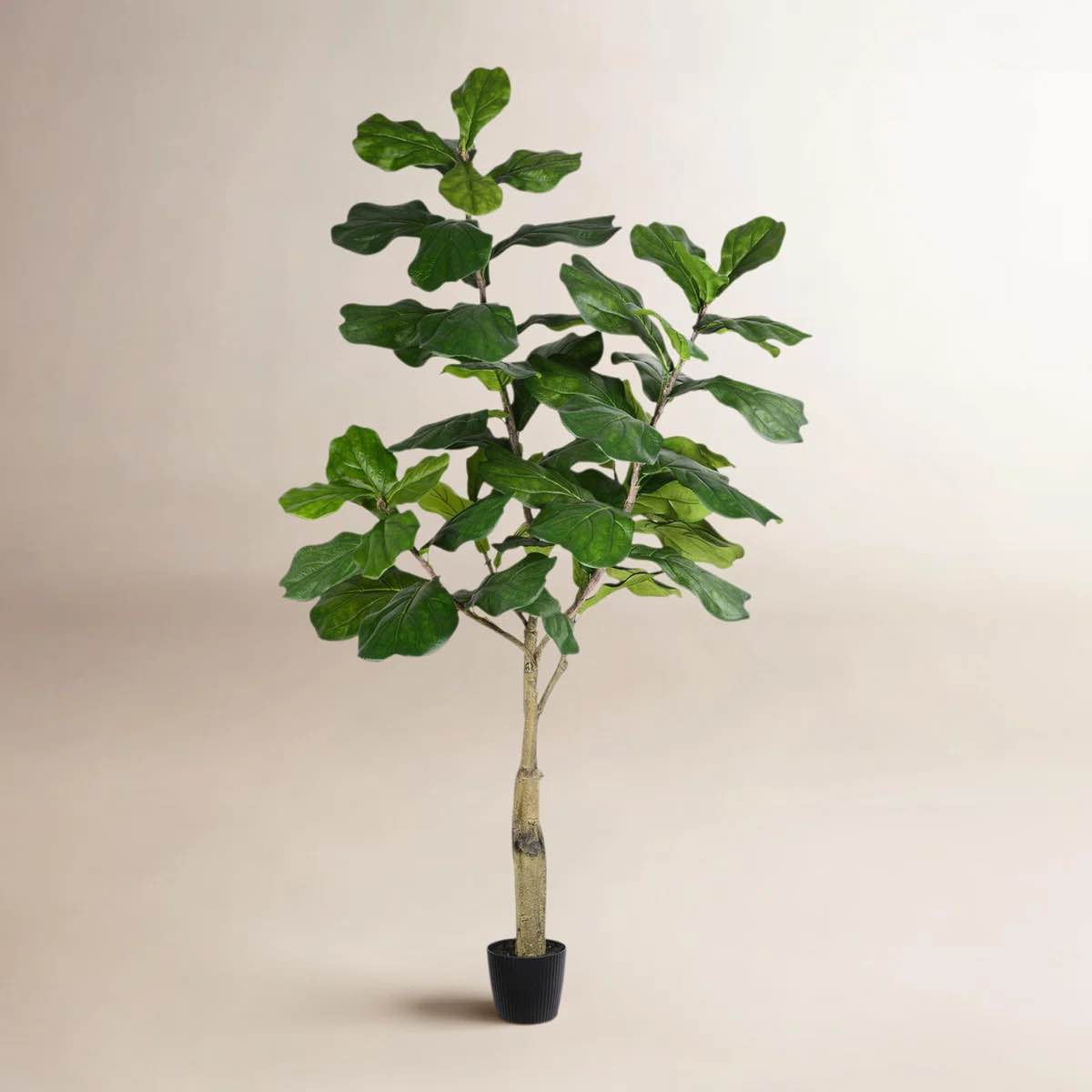 Condition photo showing New/Like New for artificial mini fiddle leaf fig tree in basket