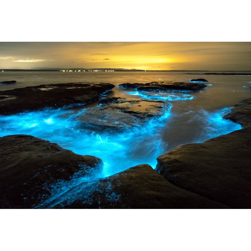 Bioluminescence " by Ruglig