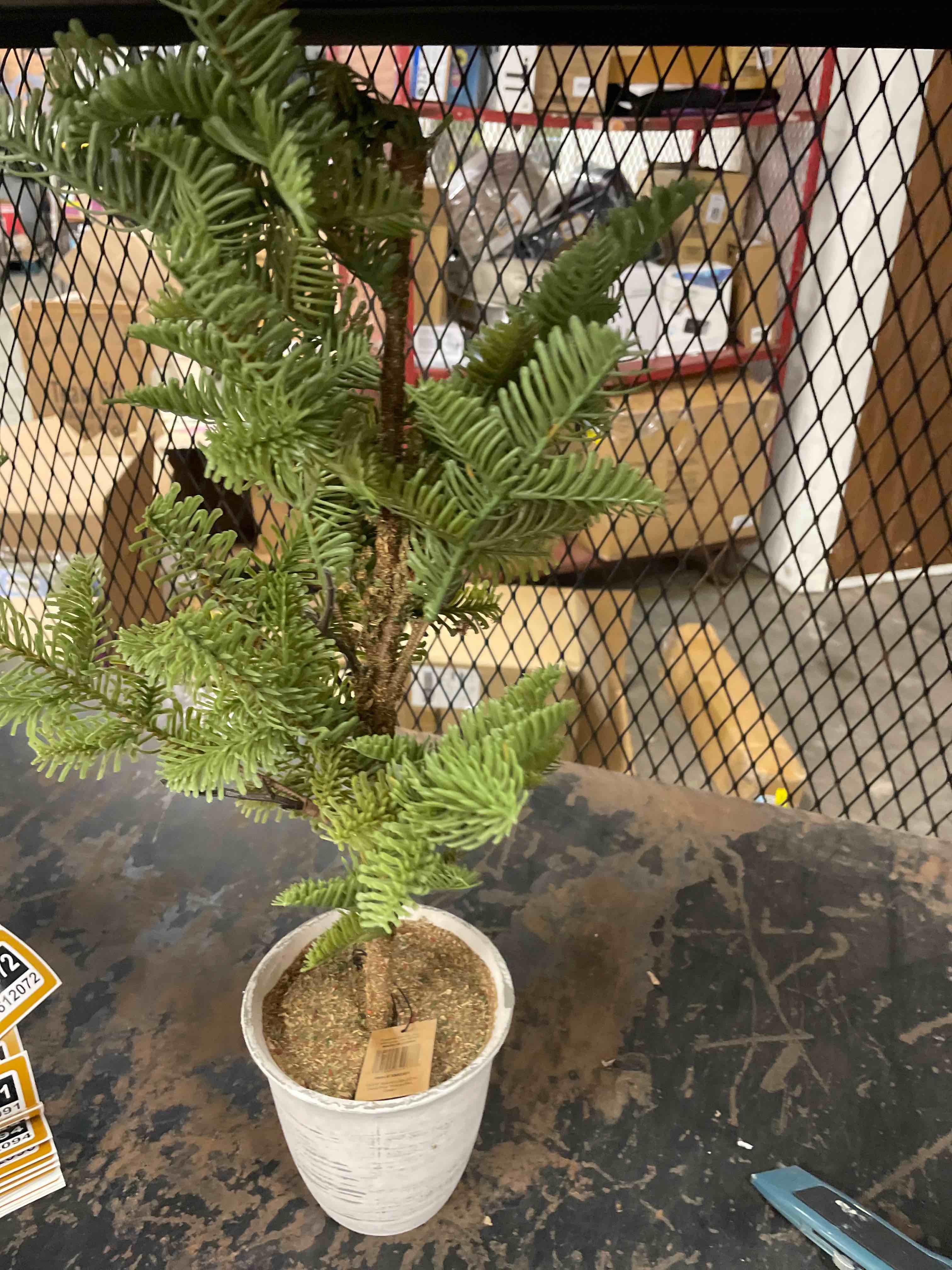 Condition photo showing New/Like New for Creative Co-op Inc 25.5" Faux Pine Tree In Pot