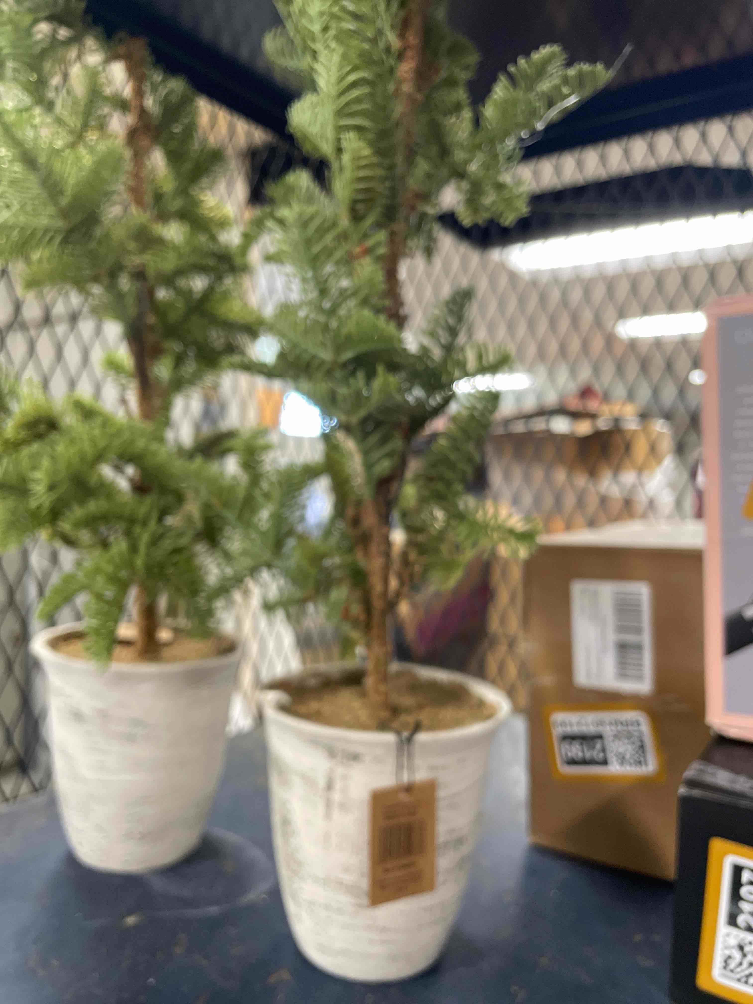 Condition photo showing Good Condition for Creative Co-op Inc 25.5" Faux Pine Tree In Pot