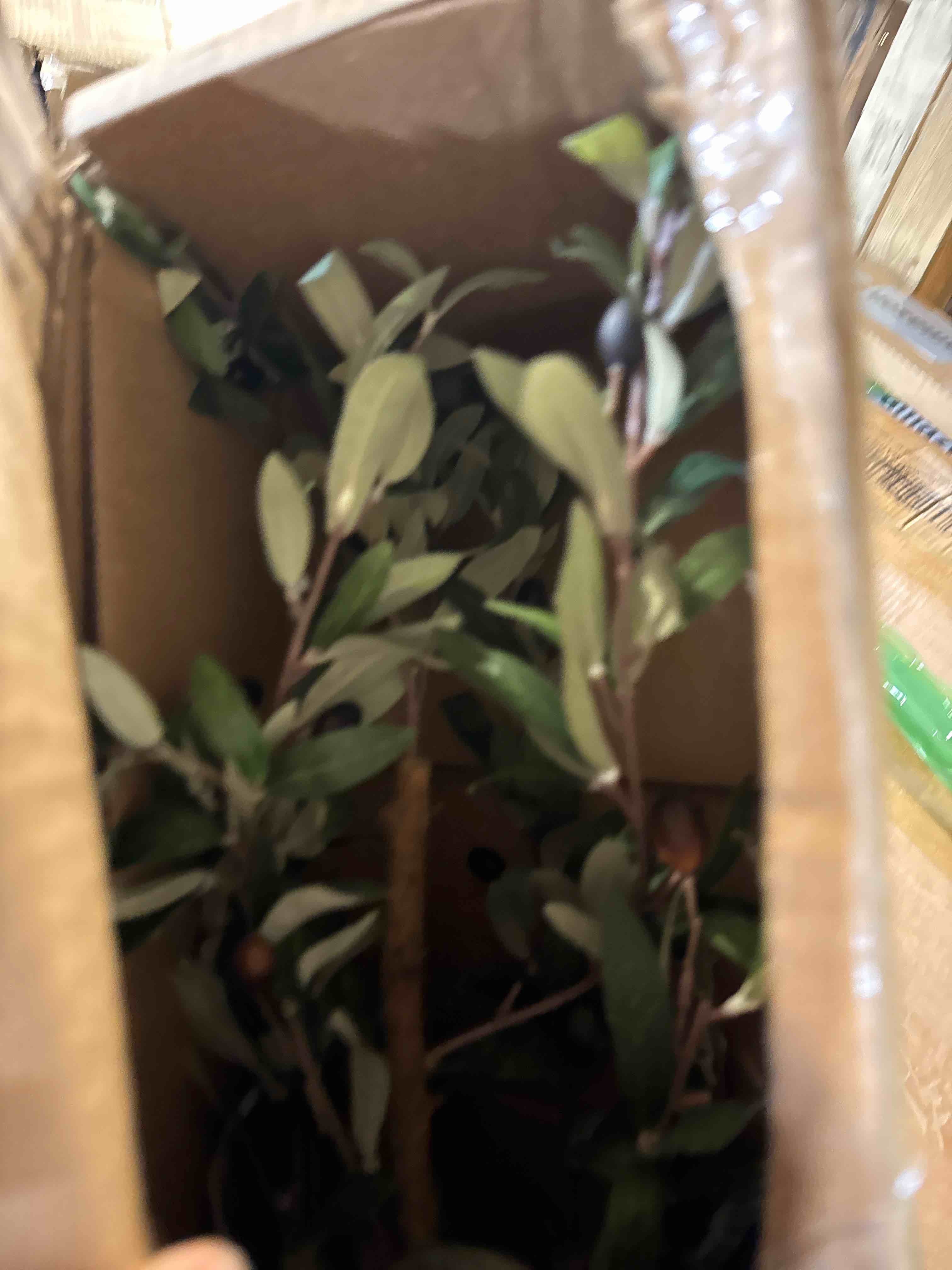 Condition photo showing New/Like New for Nearly Natural 82” Olive Artificial Silk Trees Green