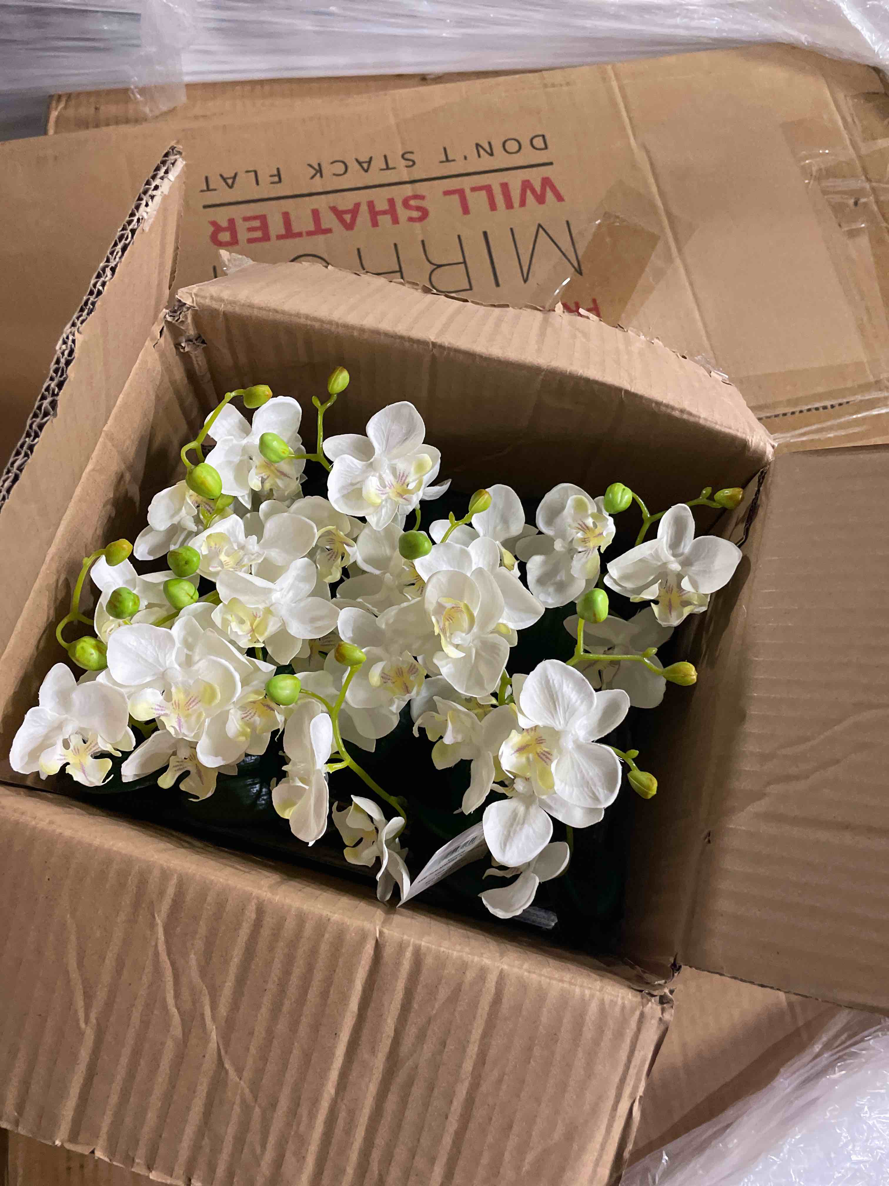 Condition photo showing New/Like New for napa floral collection-mini phalaenopsis 9 inches potted , set of 12