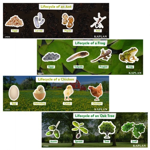 Kaplan early learning life of a chicken