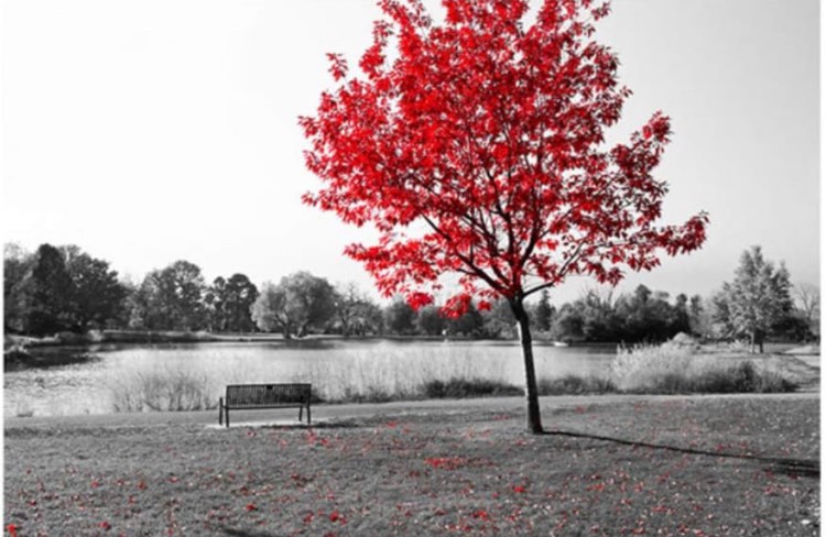 Print Image on Canvas Modern Pictures Black White Landscape Paintings Red Tree Wall Pictures for Living Room Canvas Art Decorative Painting 19.6inch x 27.5inch(50x70cm) No Frame