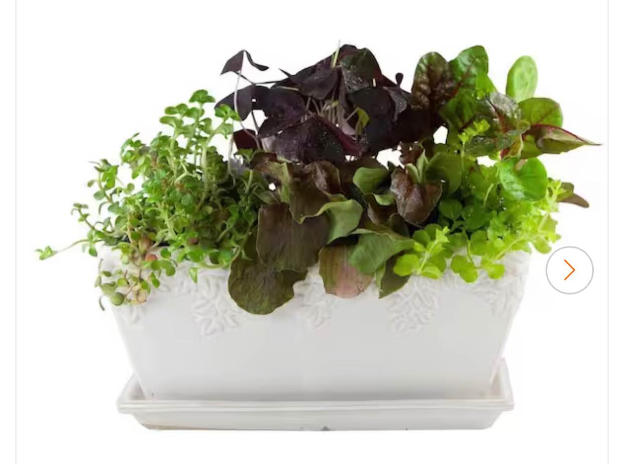 garden and home ceramic 12” window box Ivy League moonstone 