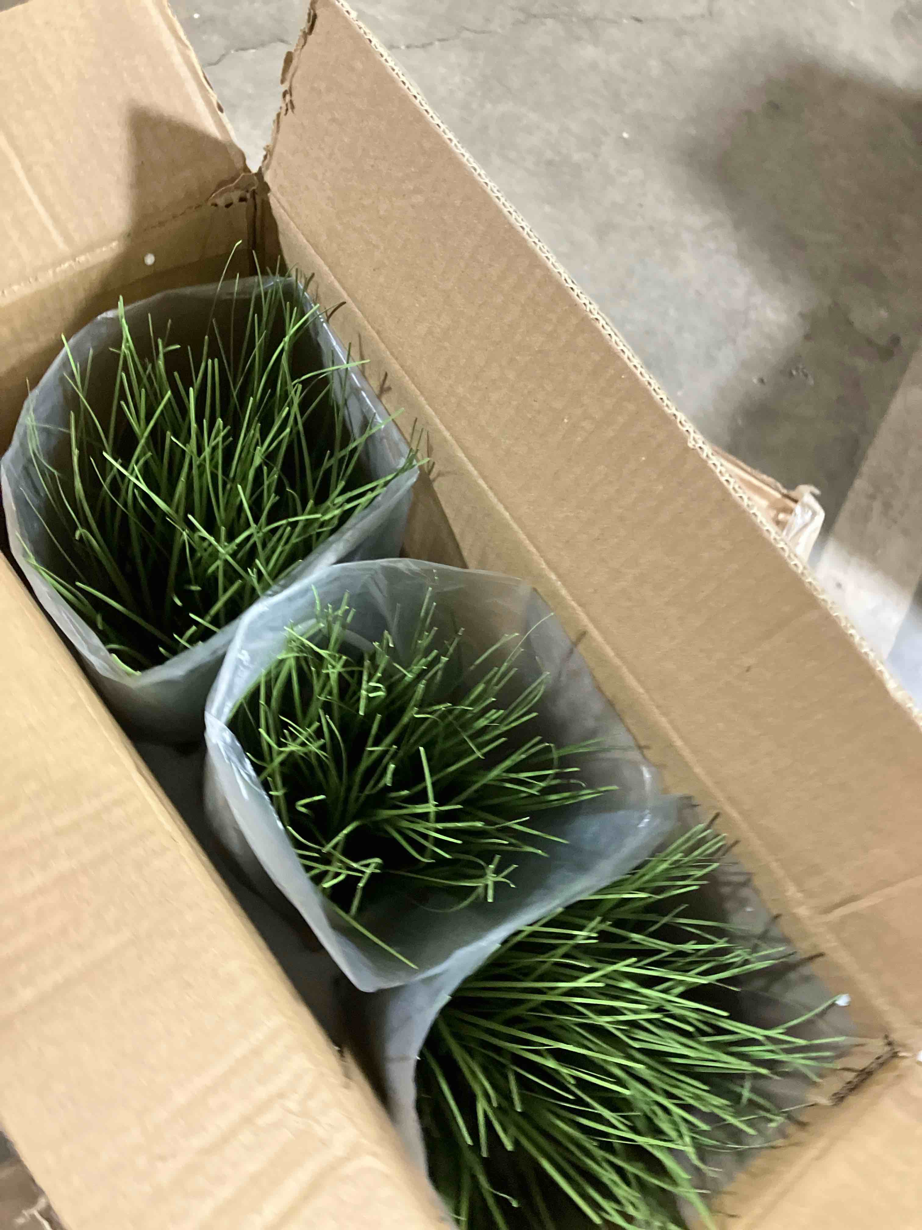 Condition photo showing New/Like New for 3-Piece Artificial Green Grass Indoor Plants Set of 3
