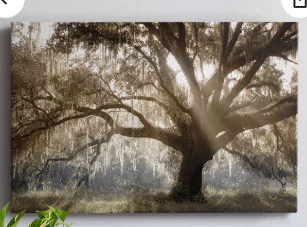 virginia oak gallery wrapped canvas 24” x 36” 