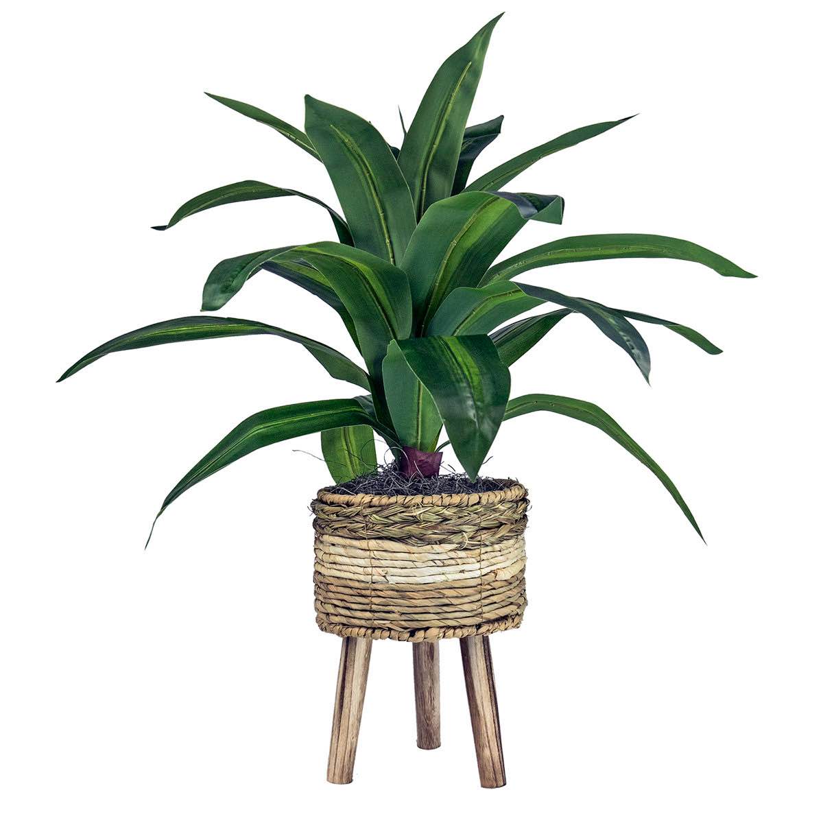 Callender 24'' Faux Dracaena Plant in Wicker/Rattan Basket