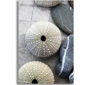 Elena Ray Highland Dunes Sea Urchins