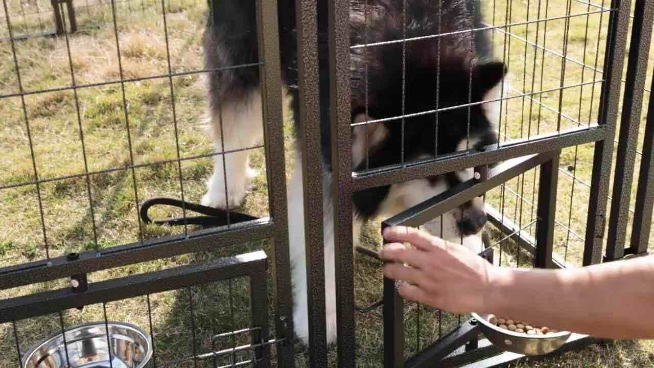 Condition photo showing New/Like New for 10 ft. x 10 ft. outdoor large dog kennel pet playpen with rotating feeding door and cover