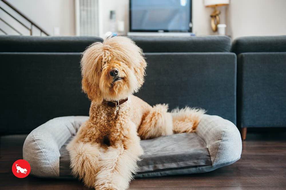 Condition photo showing New/Like New for p.l.a.y. pet lifestyle and you california dreaming bolster dog bed with removable cover, grey, large