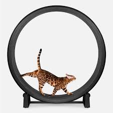 Cyively Cat Wheel
