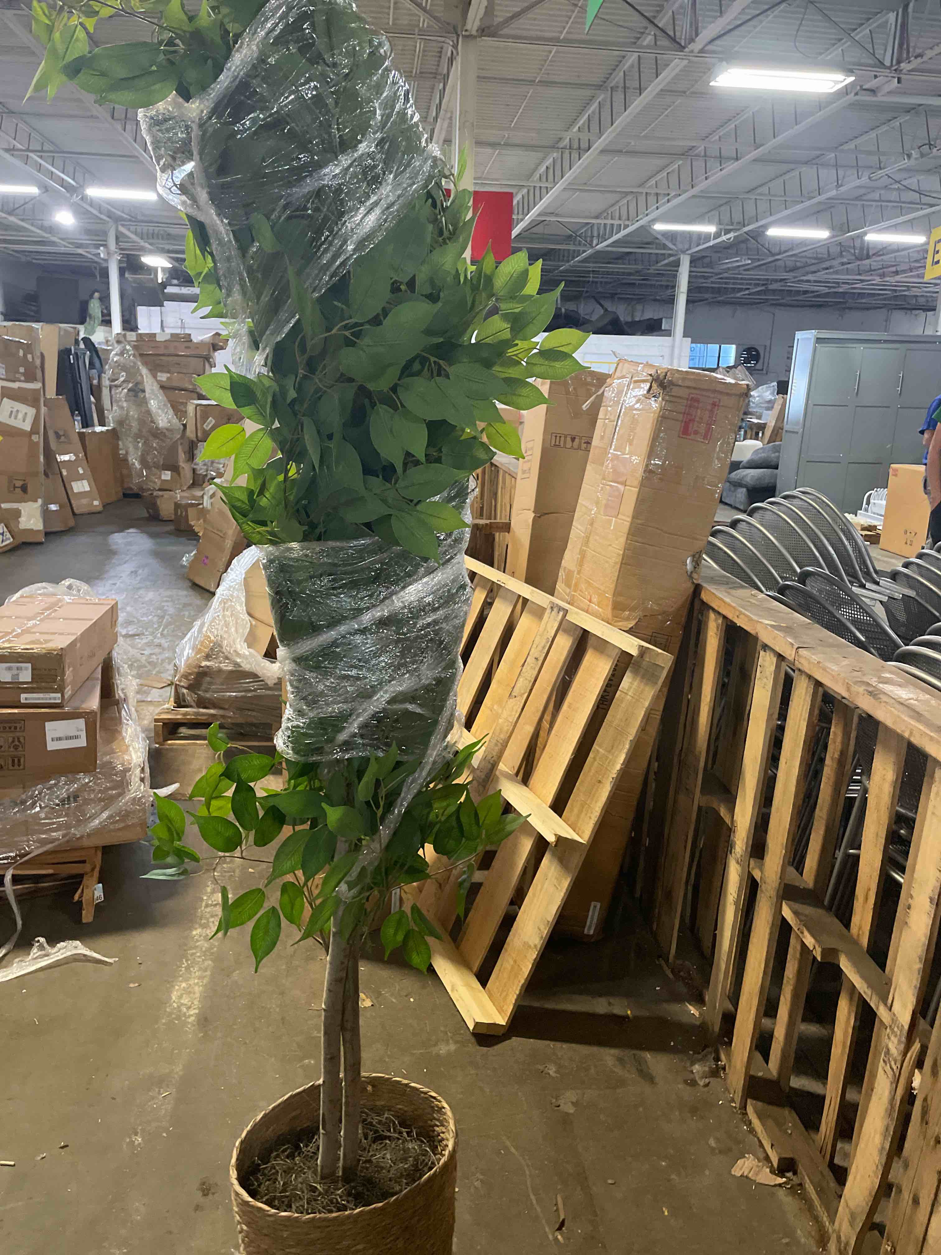 Condition photo showing New/Like New for vecelo artificial ficus tree with sturdy nursery pot, 5ft faux silk plant for indoor outdoor home garden decor, 1 pack