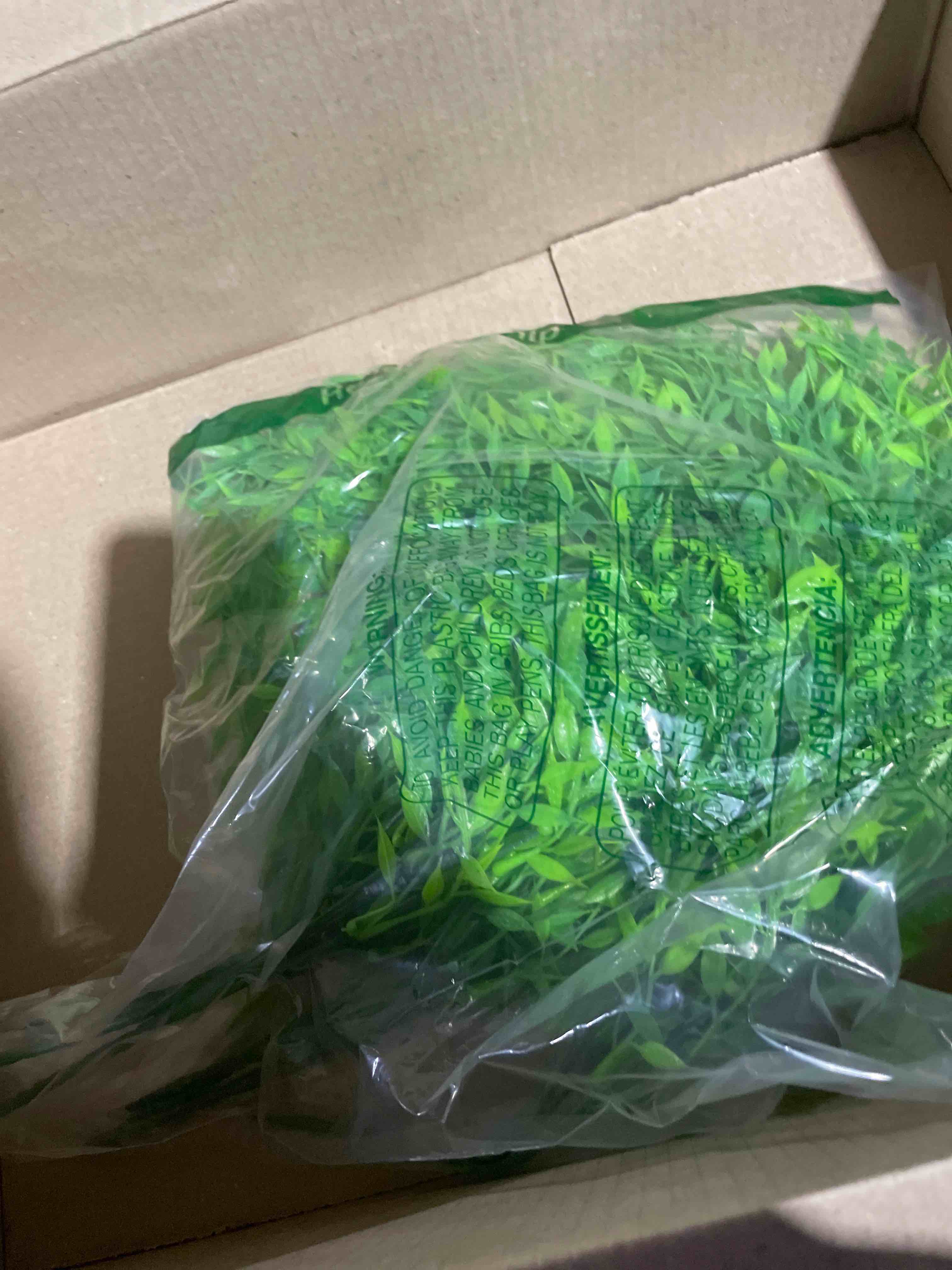 Condition photo showing New/Like New for artificial plant fake hanging greenery plant for home decoration pack of 2