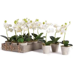Napa Floral Collection-Mini Phalaenopsis 9 inches Potted , Set of 12