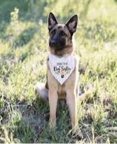 2 Pack Soon to be Big Brother Sister, White Flower Pattern Cotton Pet Dog Bandana, Pet Pregnancy Ann