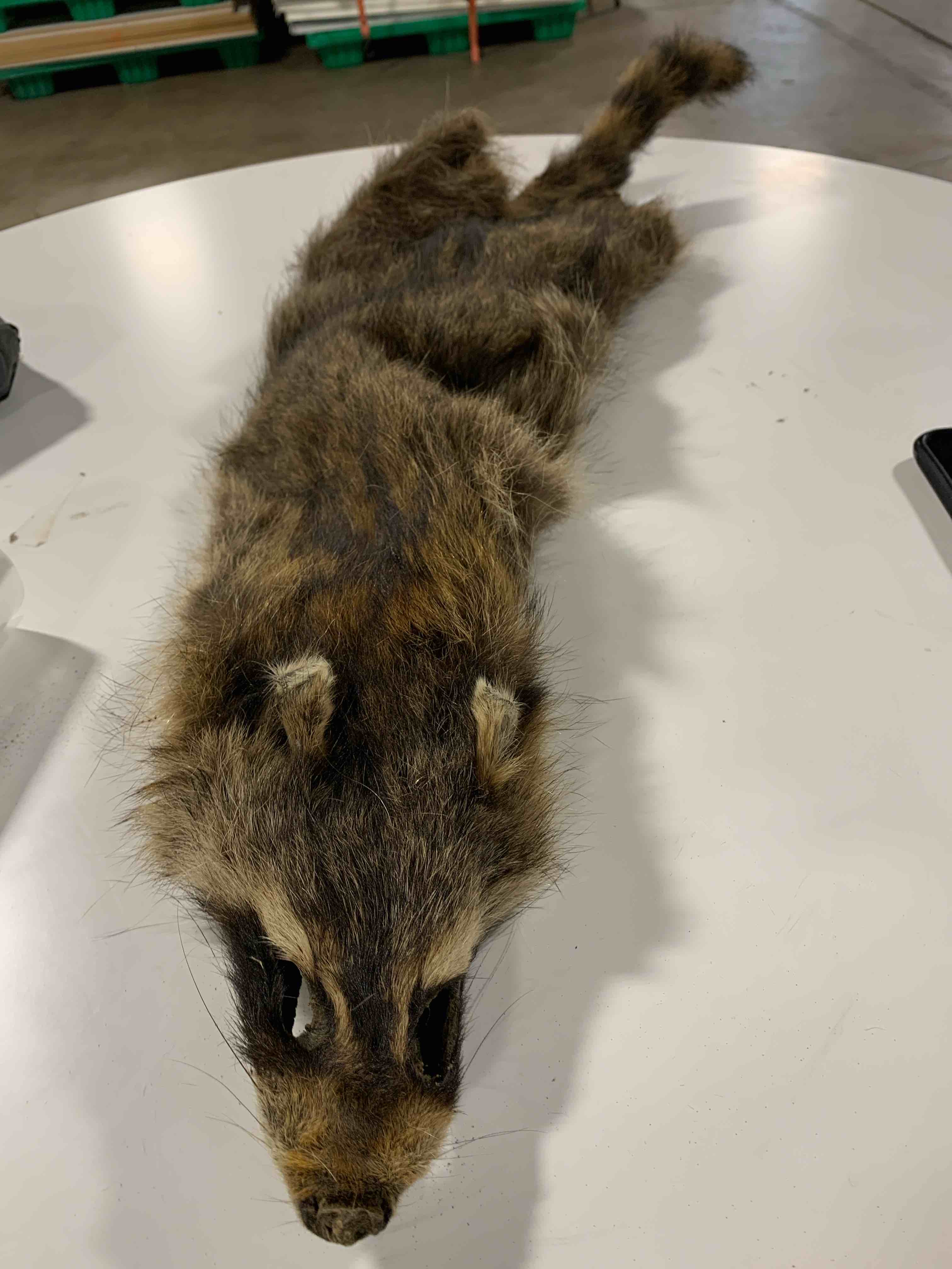 Taxidermy raccoon