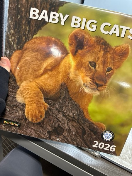 Condition photo showing New/Like New for windrio 2026 Wall Calendar, Calendar 2026, July 2025 - December 2026, Wall Calendar Baby Big Cats, 12" x 24" Opened,Full Page Months Thick & Sturdy Paper for Calendar Organizing & Planning