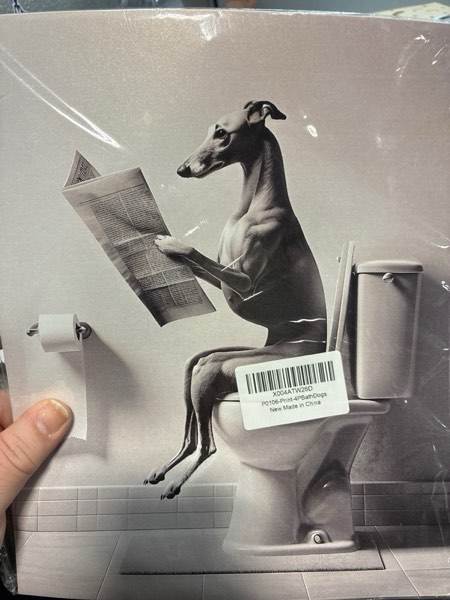 Condition photo showing New/Like New for 4PCS Funny Wall Art - Bathroom Decor Accessories Prints Paintings for Home Farmhouse Toilet Humor Dog Greyhound Basenji Basset Hound Wire Fox Terrier (8x10 inch, Unframed) 4PCS Dogs