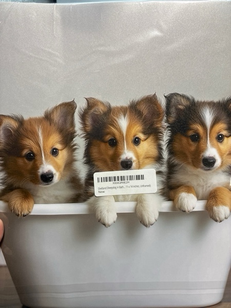Condition photo showing New/Like New for Shetland Sheepdog in Bathtub Wall Art Print Poster, Dog Lover Puppy Nursery Bathroom Puppies Decor Posters Prints for Kids Bathroom Restroom 156D (Shetland Sheepdog, 11 x 14 inches, Unframed)