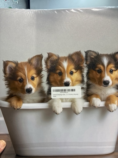 Condition photo showing New/Like New for Shetland Sheepdog in Bathtub Wall Art Print Poster, Dog Lover Puppy Nursery Bathroom Puppies Decor Posters Prints for Kids Bathroom Restroom 156D (Shetland Sheepdog, 11 x 14 inches, Unframed)