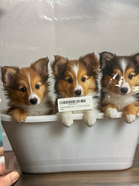 Condition photo showing New/Like New for Shetland Sheepdog in Bathtub Wall Art Print Poster, Dog Lover Puppy Nursery Bathroom Puppies Decor Posters Prints for Kids Bathroom Restroom 156D (Shetland Sheepdog, 11 x 14 inches, Unframed)