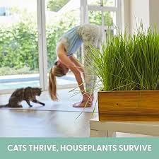 The Cat Ladies Cat Grass Kit with Rustic Wood Planter, Seed and Soil. Easy to Grow for Indoor or Outdoor Cats, Dogs and Other Pets. Prevent Hairballs and Aid Digestion