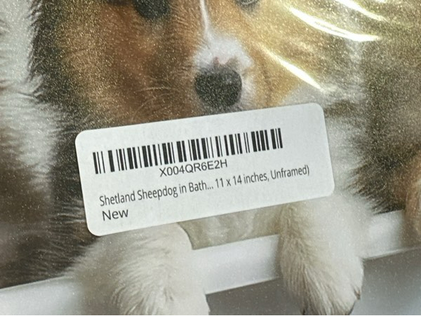 Condition photo showing New/Like New for Shetland Sheepdog in Bathtub Wall Art Print Poster — Dog Lover Puppy Nursery Bathroom Puppies Decor Posters Prints for Kids Bathroom Restroom 156D (Shetland Sheepdog, 11 x 14 inches, Unframed)