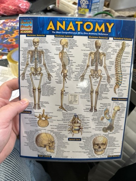 Condition photo showing New/Like New for Anatomy: QuickStudy Laminated Reference Guide (Quickstudy Academic)