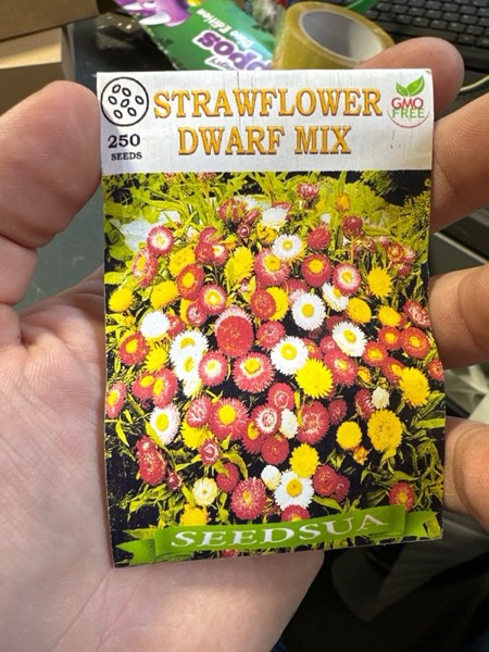 Condition photo showing New/Like New for Seeds Strawflower Dwarf Mix Immortelle Helihrizum Outdoor Annual Garden Cut for Planting Non GMO