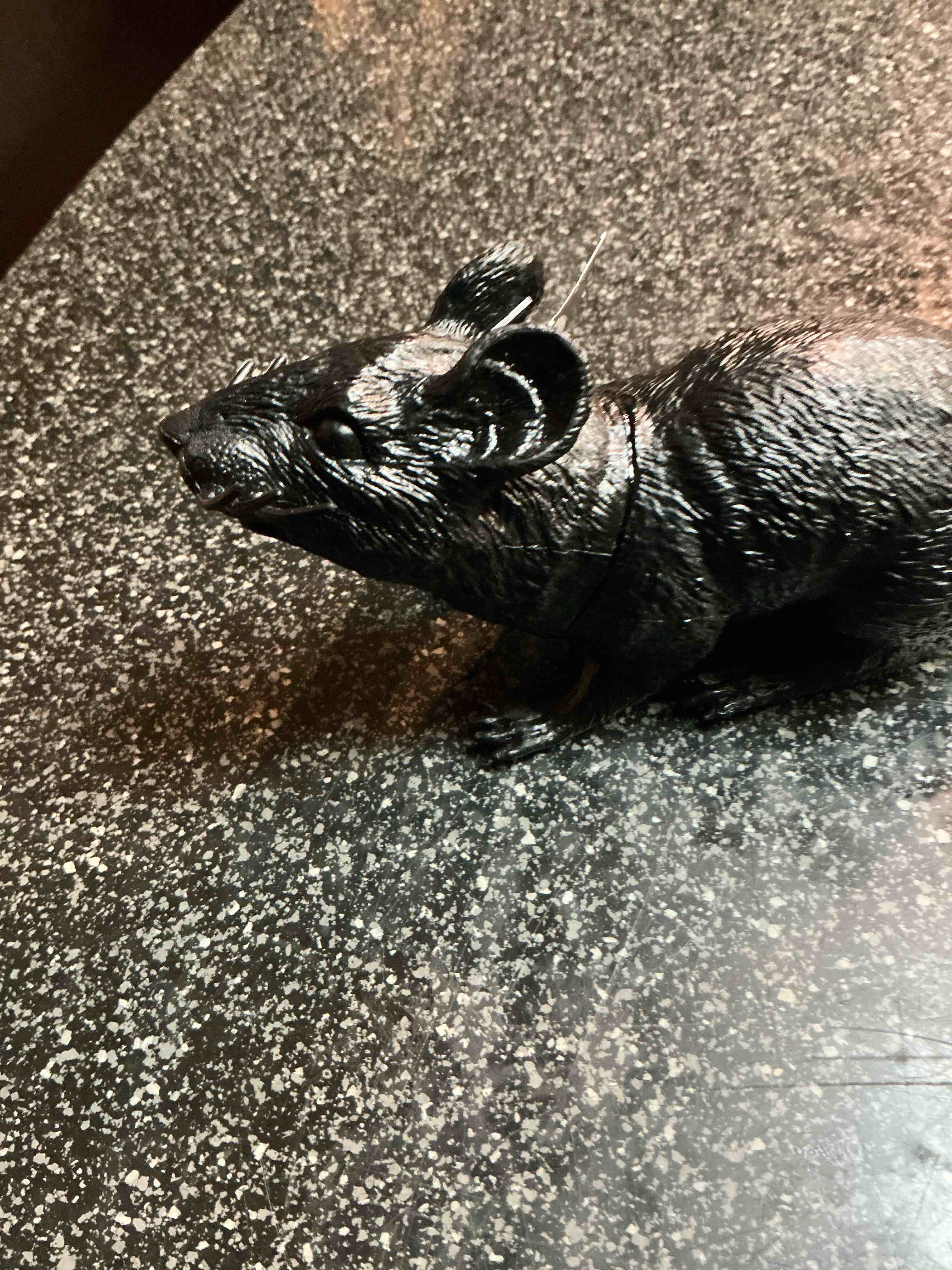 Black Rat 