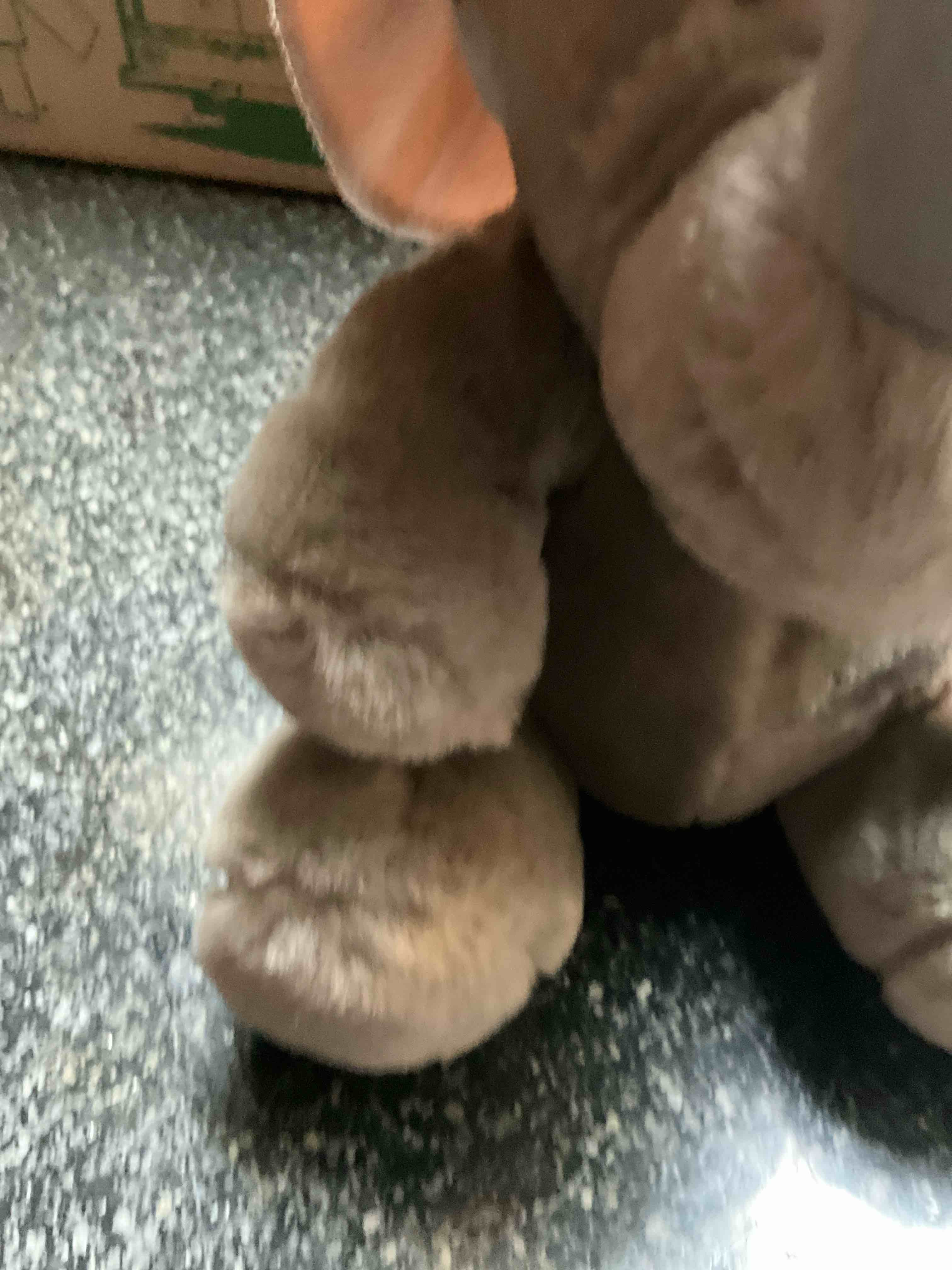 Condition photo showing New/Like New for Dakin Rhino 