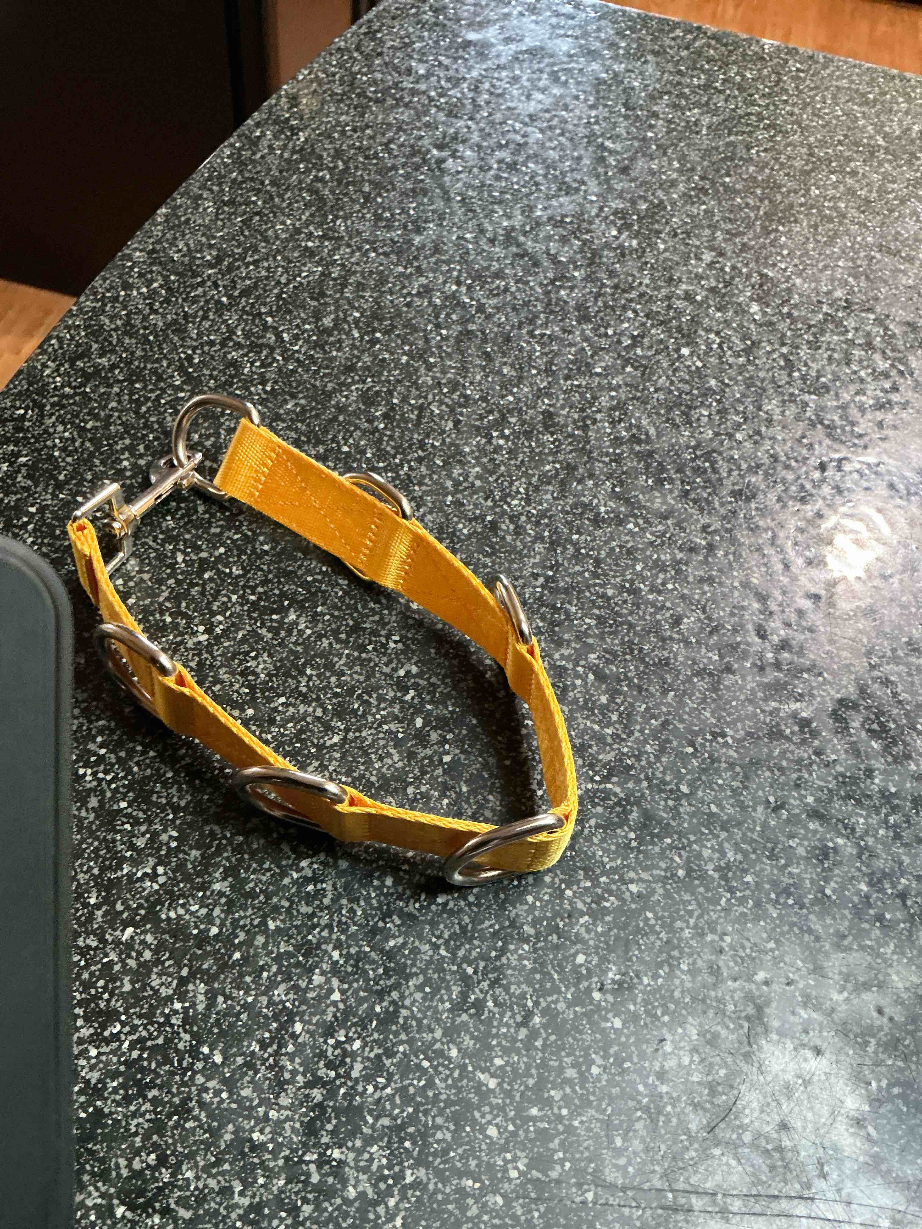 Yellow Dog Collar 