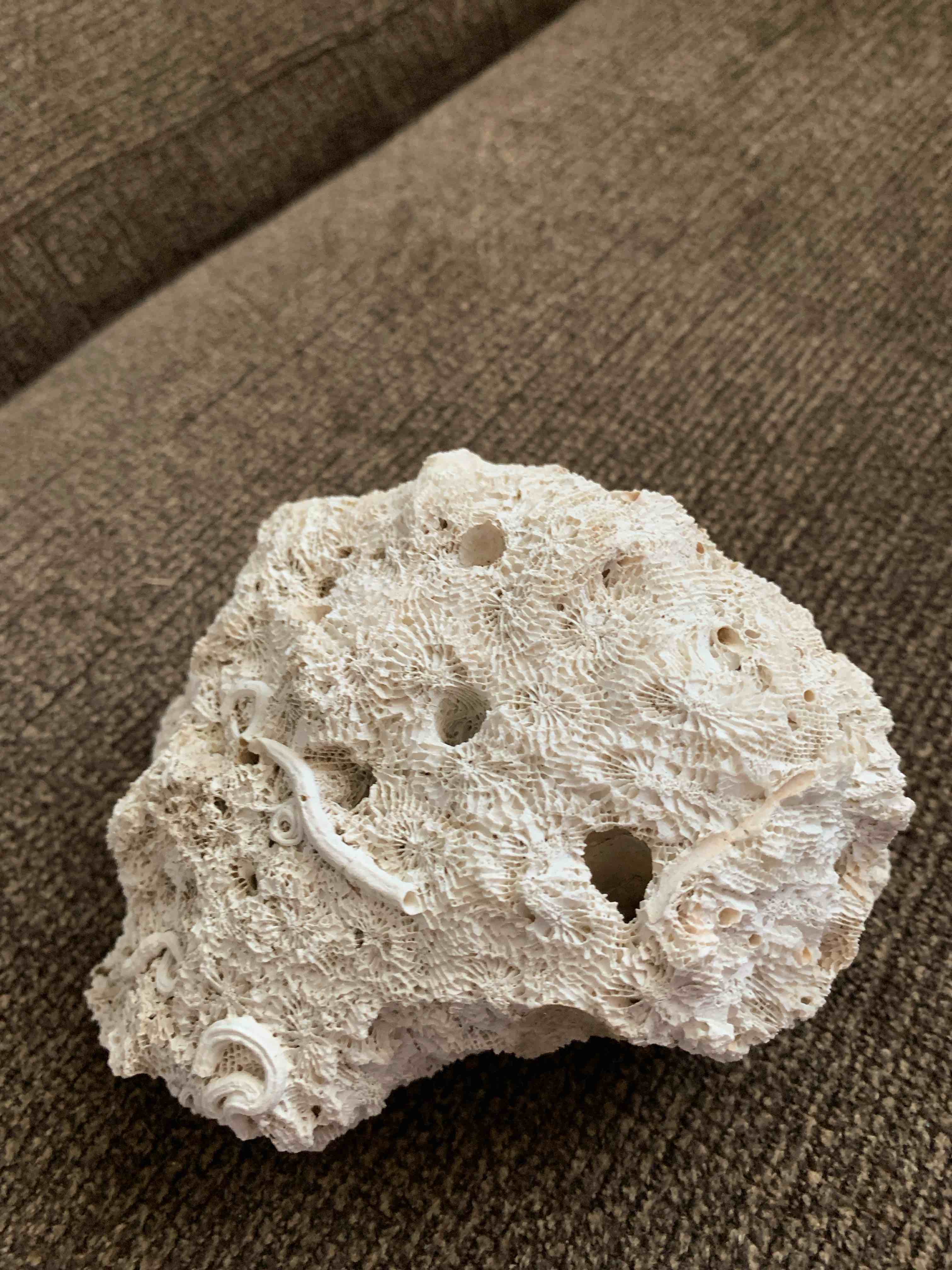 Large Piece of Coral, 4” X 5” X 3”