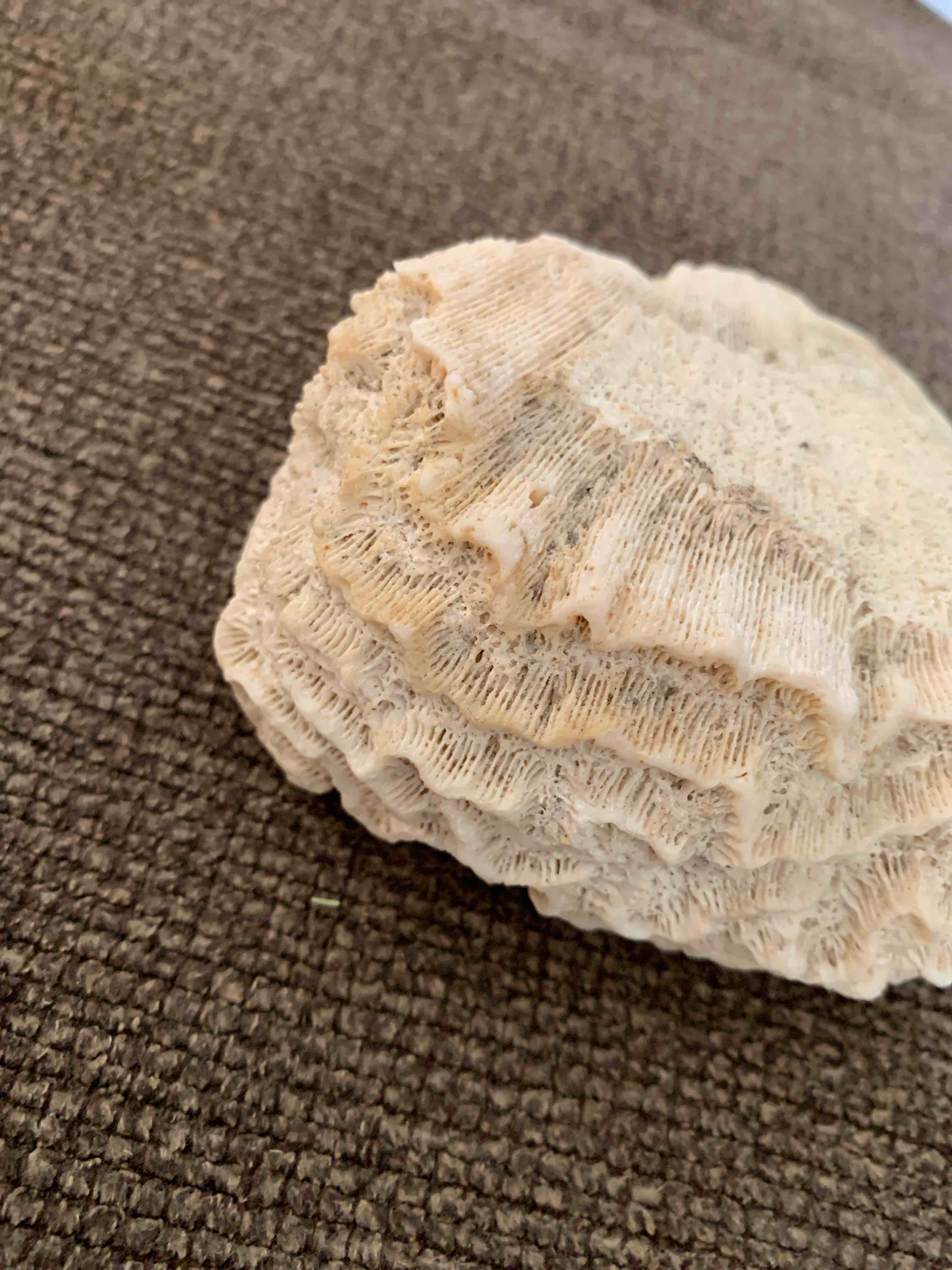 Condition photo showing Good Condition for Natural Coral Specimen, 9.5 ozs. 