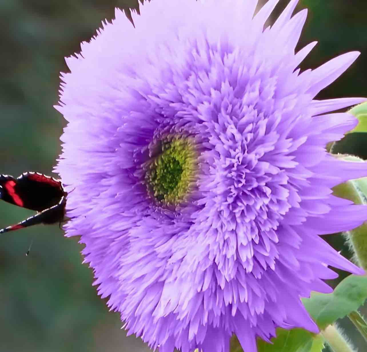 50pcs Rare Purple Teddy Bear Sunflower Seeds for Planting - Stunning Home Garden Blooms Non GMO Heirloom Garden - Planting Instructions for Easy Grow - Great Gardening Gifts