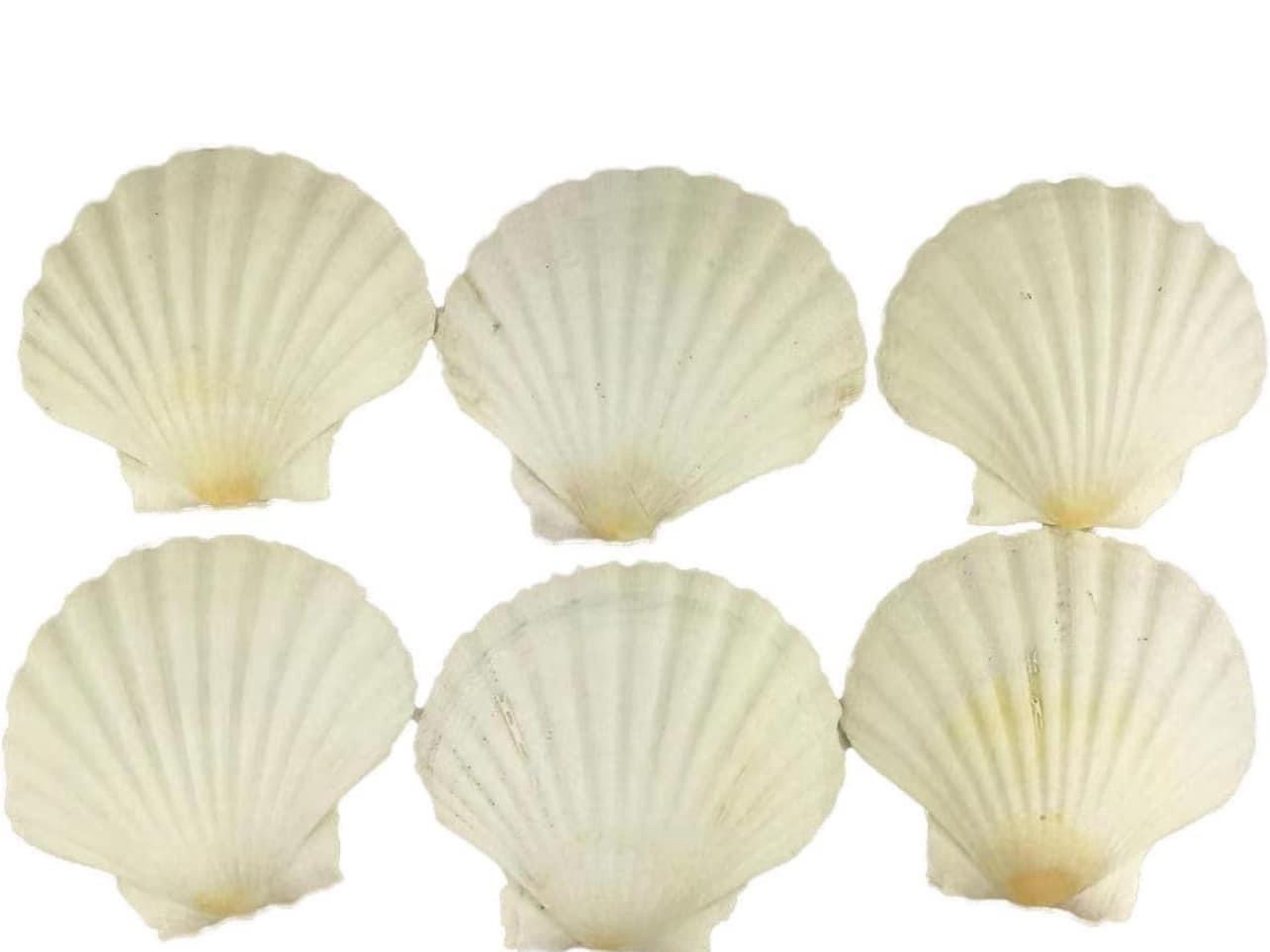 6PC of Natural Scallop Shells.(3.5Inch ~ 4Inch) Can be Used for DIY Home Decor?Fish Tank Aquarium Ornaments, Etc…