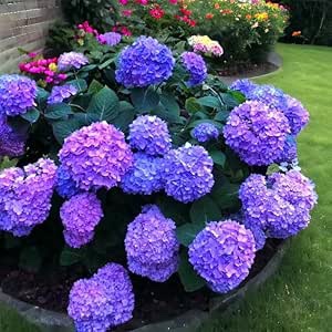 30pcs French Hydrangea Seeds - Blue, Pink, Purple Blooms, Perennial Shrub, Zones 6-10