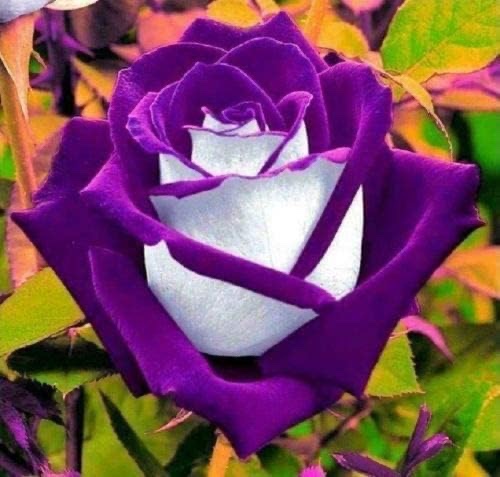 5600+ Propagation Material of White Purple Rosebuds Flowering Shrub