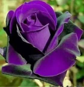 3 Pcs Purple Flower Seeds