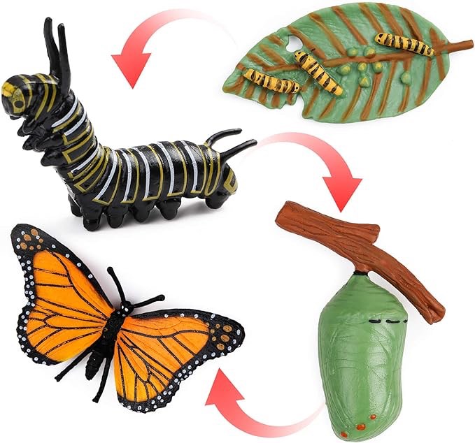 UANDME 4pcs Butterfly Life Cycle Kit Lifestyle Stages of Monarch Butterfly Teaching Tools for Kids, Students
