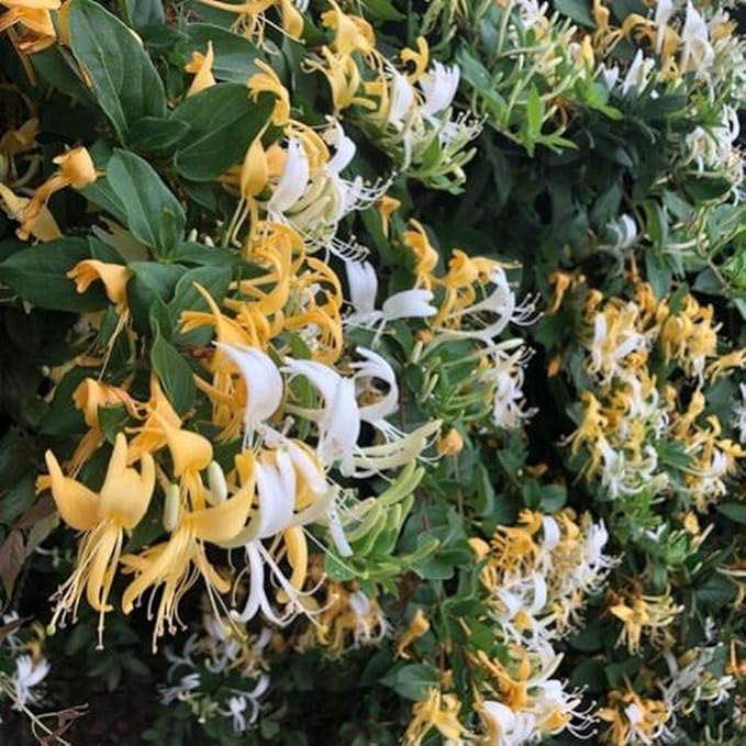 300Pcs Honeysuckle Seeds Lonicera Faint Fragrance When Flowers Bloom Attract Butterflies Make Surrounding Environment More Beautiful