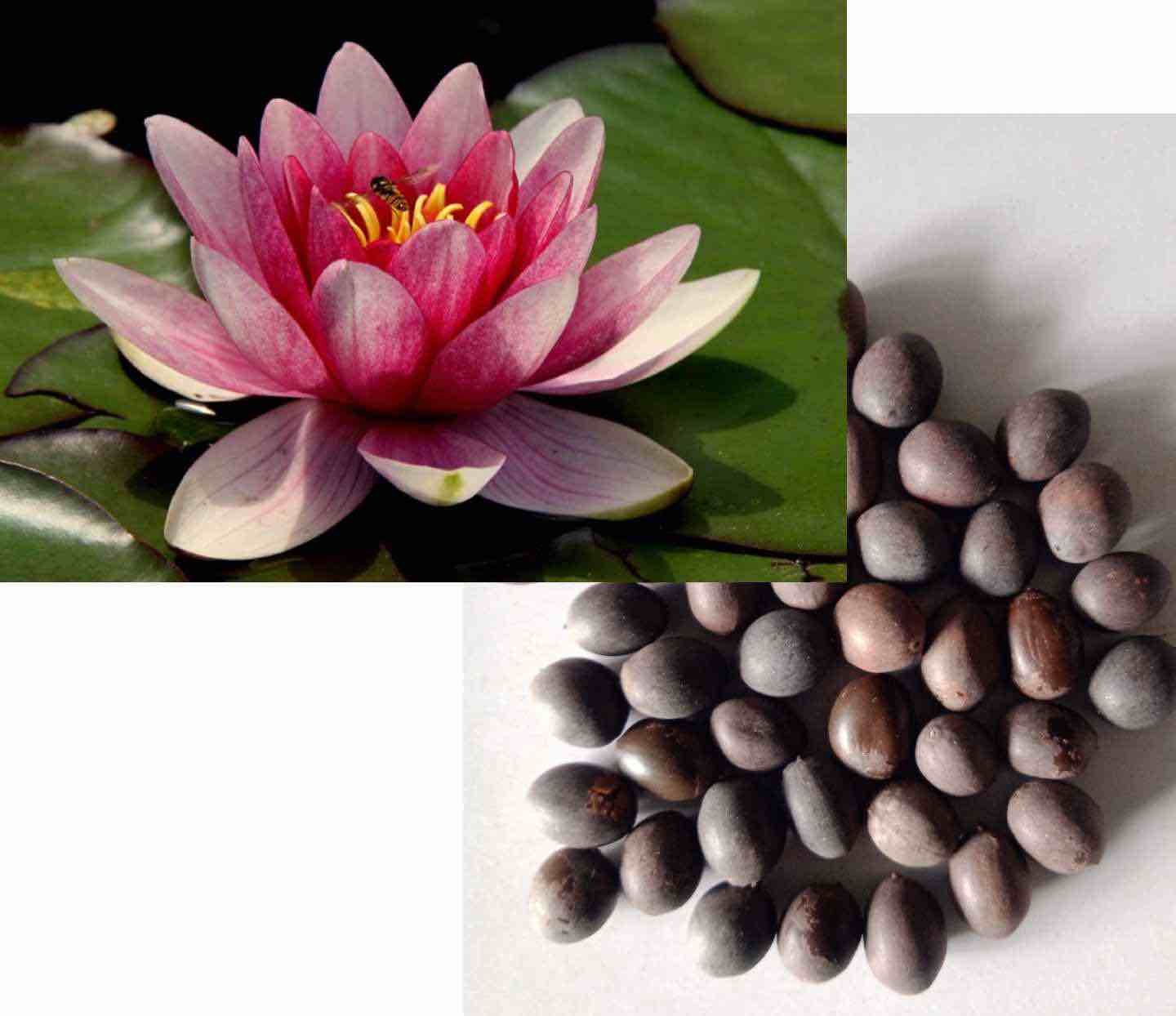 30 + Mixed Lotus Seeds for Planting Non-GMO Flower Seeds for Home Garden Decor Easy to Plant