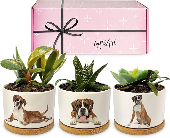 GIFTAGIRL Boxer Dog Gifts for Women - Perfect for Birthday or Christmas, Our Boxer Dog Succulent Planters are Unforgettable Boxer Gifts for Dog Lovers and Arrive Beautifully Gift Boxed