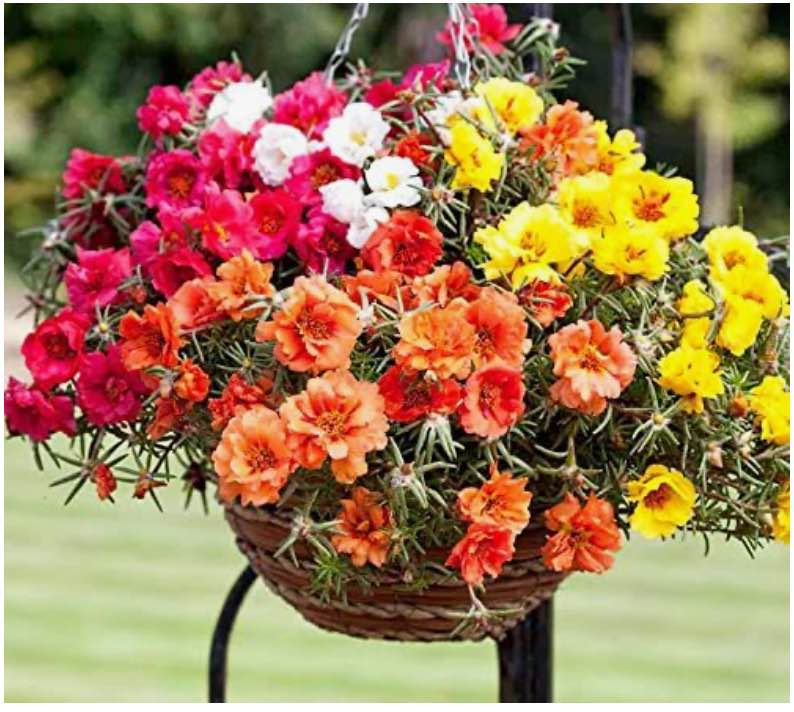 GARDENS 15000Pcs Mix Moss Rose Seeds Colorful Flowers Tropical Ground Cover Plant Seeds Planting Outside